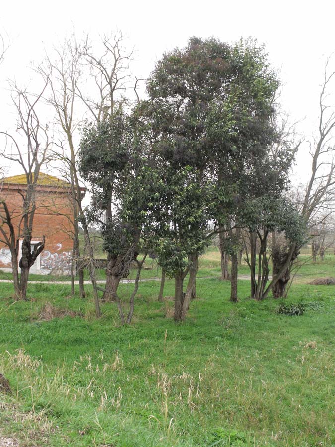 Ligustrum lucidum, ovvero esordio di un''invasione biologica